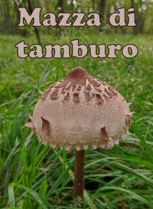 mazza di tamburo